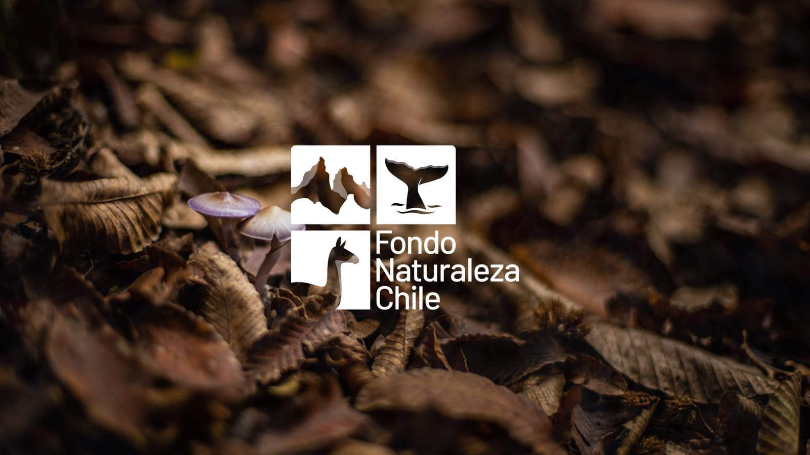 Lemu and Chile Nature Fund sign collaboration agreement at RedLAC 2025 to strengthen conservation finance through Nature Intelligence