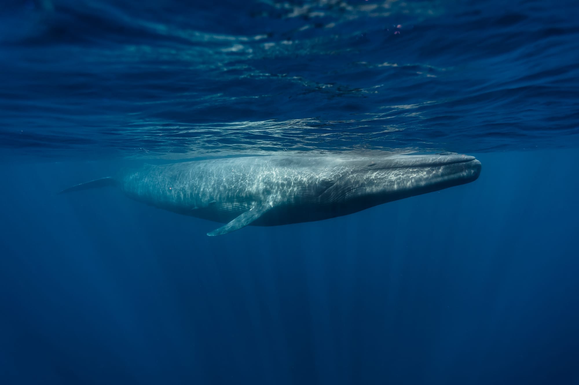 Climate Change and Biodiversity Loss: Uniting for a Sustainable Future